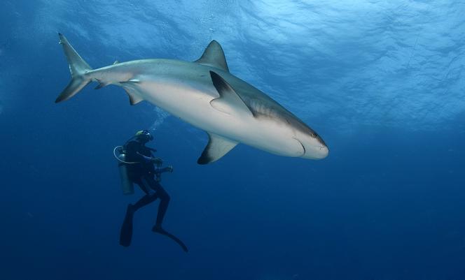 11 daagse Shark Diving Special 2*