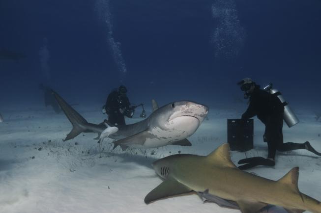 11 daagse Shark Diving Special 2* 3