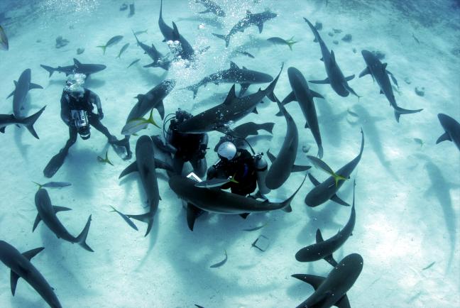 11 daagse Shark Diving Special 1* Afbeelding
